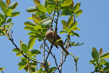 ホオジロ 守谷野鳥のみち 2024年4月28日(日)