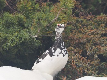 Rock Ptarmigan Murododaira Mon, 4/29/2024