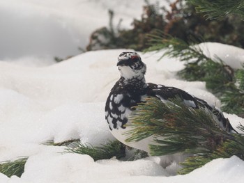 Rock Ptarmigan Murododaira Mon, 4/29/2024