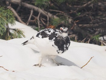 Rock Ptarmigan Murododaira Mon, 4/29/2024