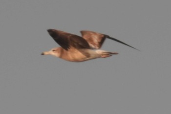 Black-tailed Gull 城ヶ島 Sun, 4/28/2024