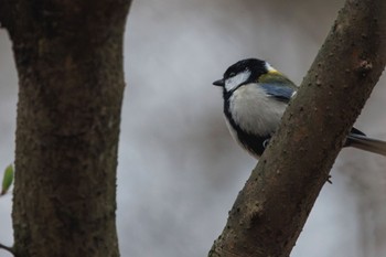 Japanese Tit Karuizawa wild bird forest Mon, 4/22/2024