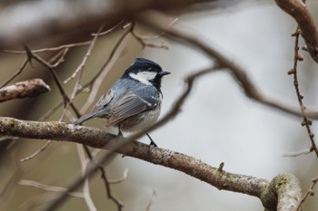 ヒガラ 軽井沢野鳥の森 2024年4月22日(月)