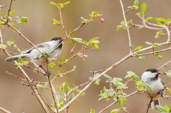 Willow Tit Karuizawa wild bird forest Mon, 4/22/2024