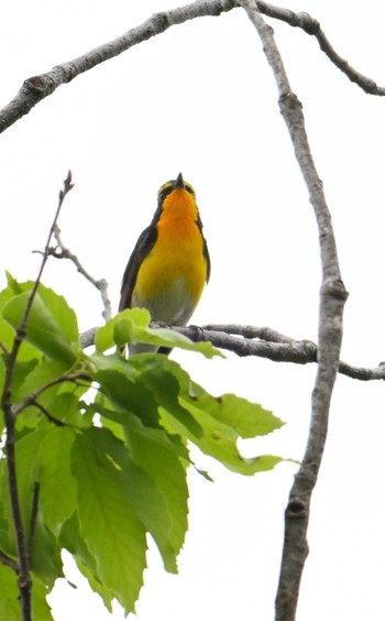 Narcissus Flycatcher 大和民俗公園 Sat, 4/27/2024