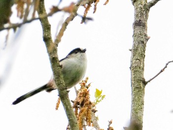 Long-tailed Tit 大和民俗公園 Sat, 4/27/2024