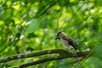 Hawfinch 飯田ダム(茨城県) Mon, 4/29/2024