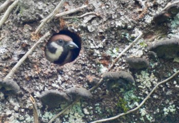 Eurasian Tree Sparrow 岐阜県 Fri, 4/26/2024