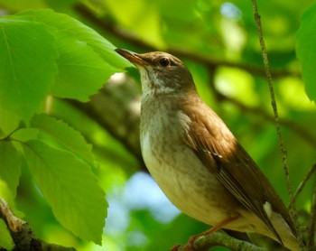 Pale Thrush 小幡緑地 Thu, 4/25/2024