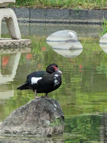 Muscovy Duck 檜町公園(東京ミッドタウン) Sat, 4/27/2024