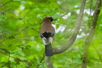 Eurasian Jay Hayatogawa Forest Road Mon, 4/29/2024