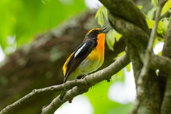 Narcissus Flycatcher Hayatogawa Forest Road Mon, 4/29/2024