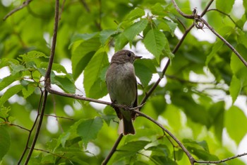 Dark-sided Flycatcher Hayatogawa Forest Road Mon, 4/29/2024