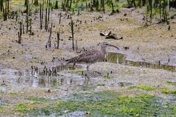 Eurasian Whimbrel Osaka Nanko Bird Sanctuary Mon, 4/29/2024