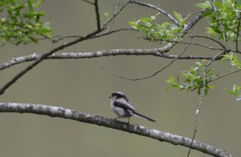 Long-tailed Tit 関ヶ原 Mon, 4/29/2024