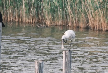 クロツラヘラサギ 葛西臨海公園 2024年4月28日(日)