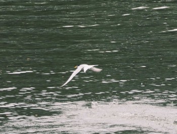 Little Tern Mizumoto Park Mon, 4/29/2024