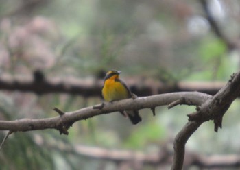 Narcissus Flycatcher 関ヶ原 Mon, 4/29/2024