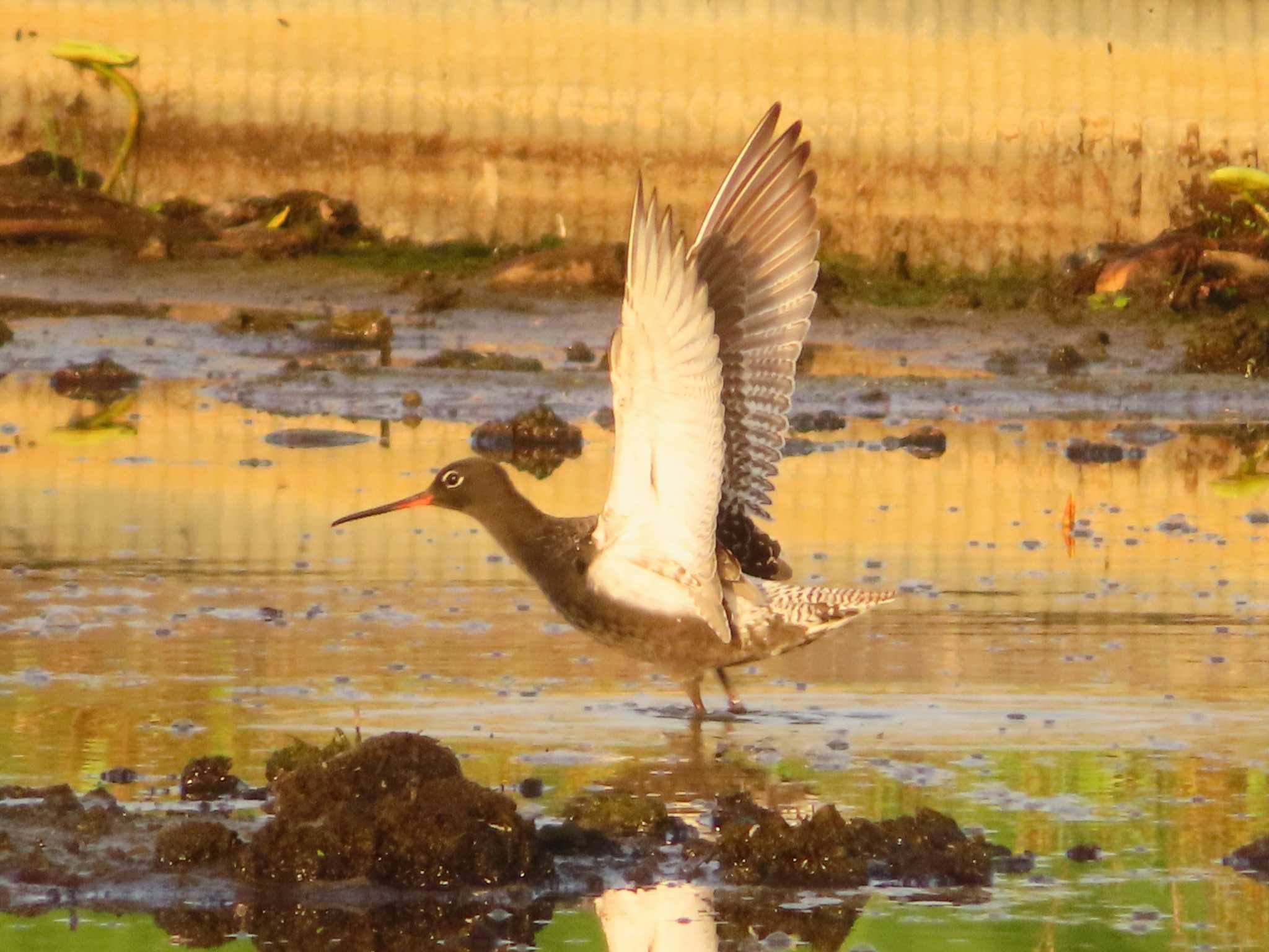 Photo of Spotted Redshank at Inashiki by ゆ