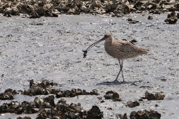 Far Eastern Curlew Kasai Rinkai Park Sat, 4/13/2024