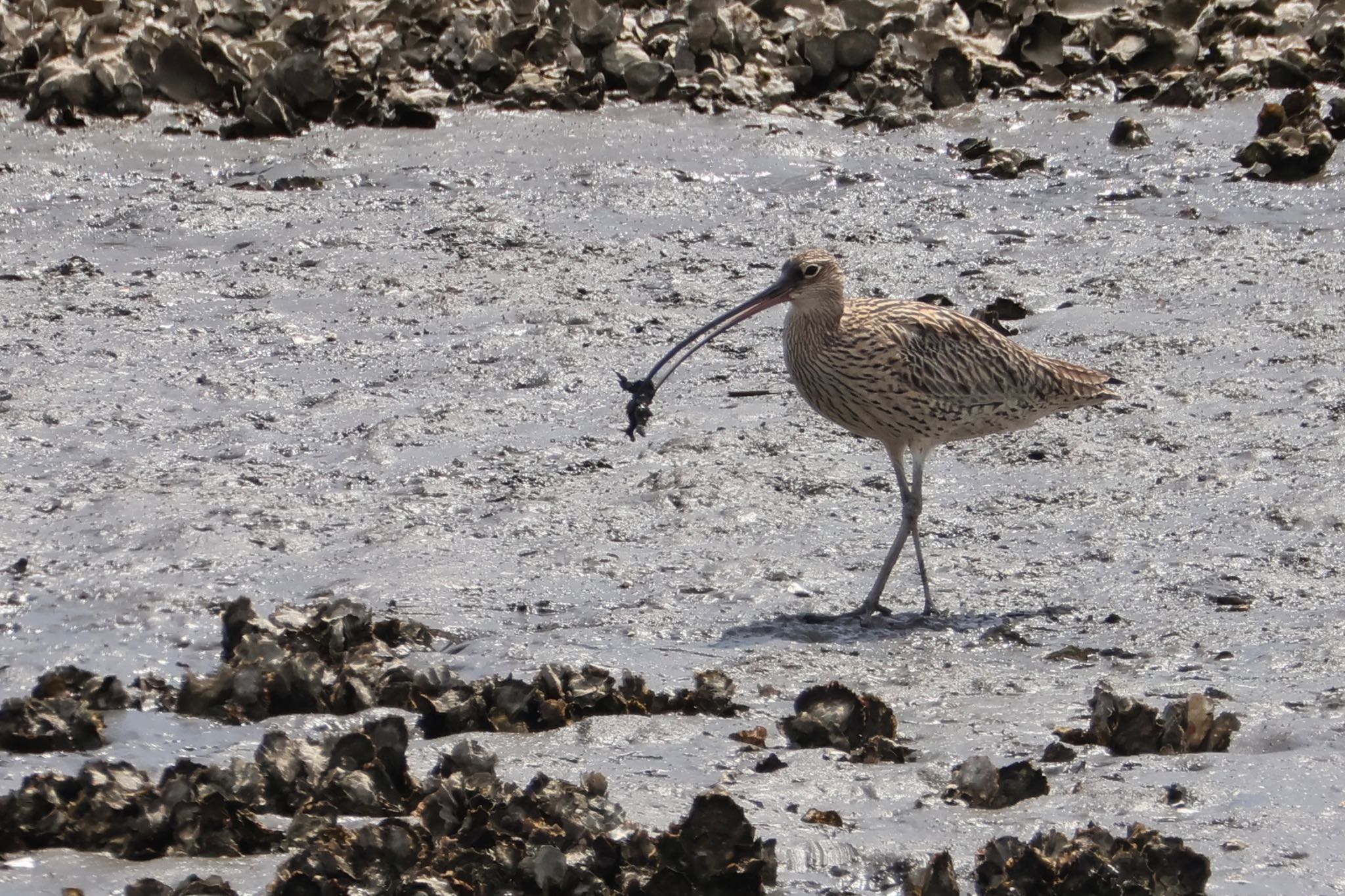 Far Eastern Curlew