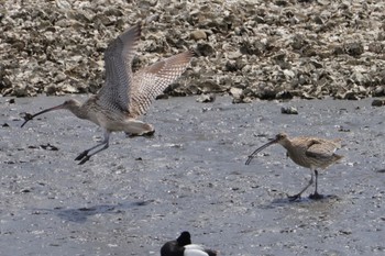 Far Eastern Curlew Kasai Rinkai Park Sat, 4/13/2024