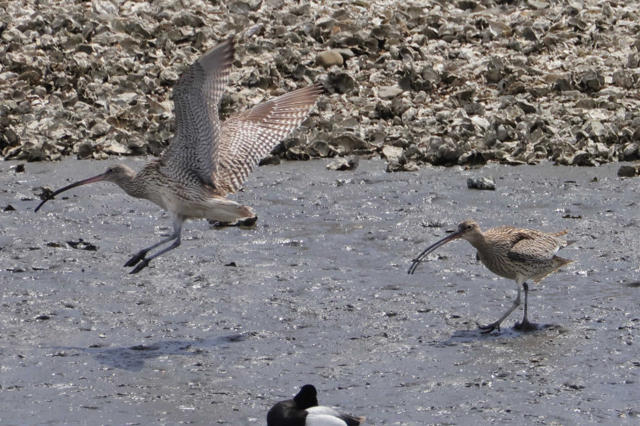 Far Eastern Curlew