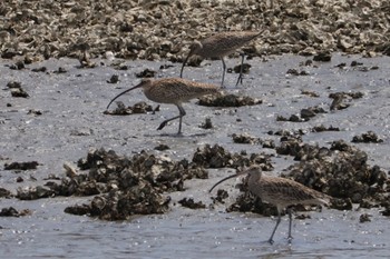 ホウロクシギ 葛西臨海公園 2024年4月13日(土)