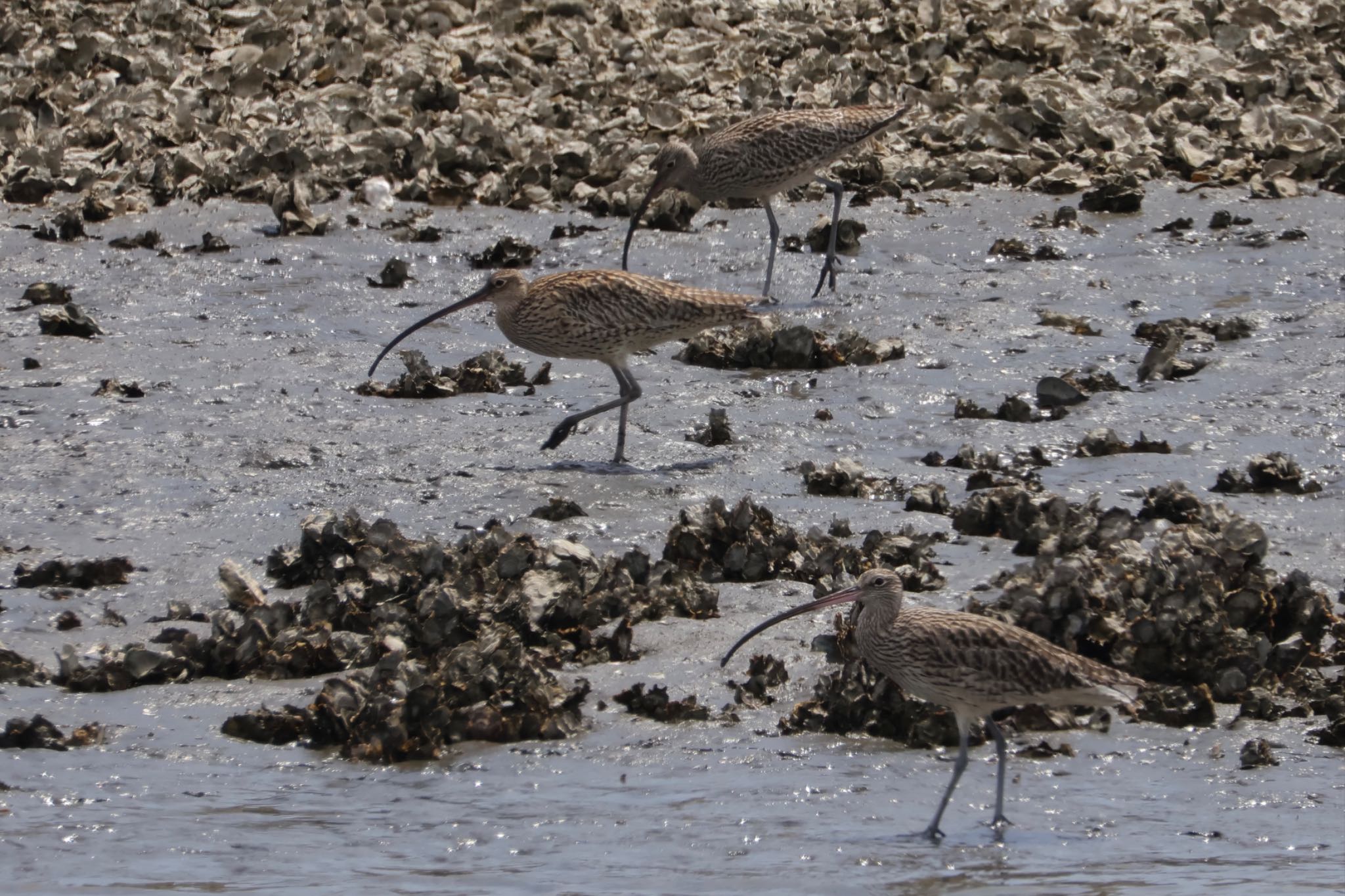 Far Eastern Curlew