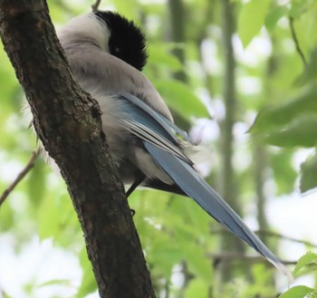 Azure-winged Magpie Ukima Park Mon, 4/29/2024