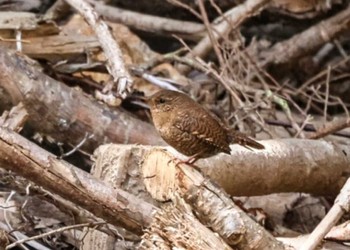 2024年4月28日(日) 長野県南佐久郡の野鳥観察記録