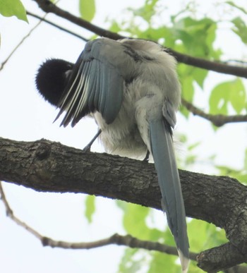 Azure-winged Magpie Ukima Park Mon, 4/29/2024