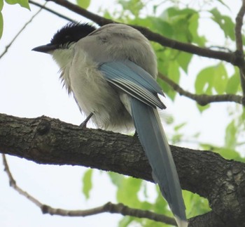 Azure-winged Magpie Ukima Park Mon, 4/29/2024