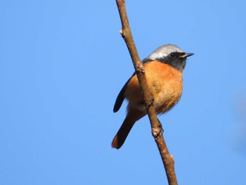 Daurian Redstart Hayatogawa Forest Road Sun, 3/3/2024