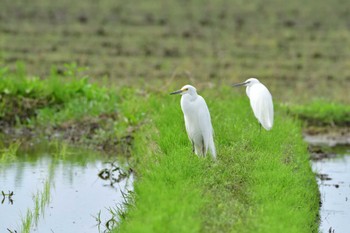 チュウサギ 場所が不明 2024年4月29日(月)