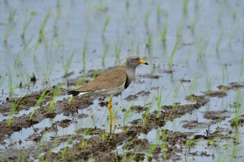 Grey-headed Lapwing Unknown Spots Mon, 4/29/2024