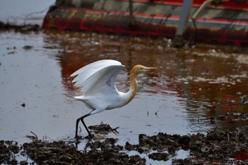 Eastern Cattle Egret Unknown Spots Mon, 4/29/2024