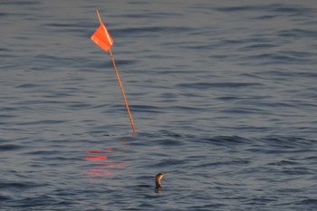 ウミウ 城ヶ島 2024年4月28日(日)