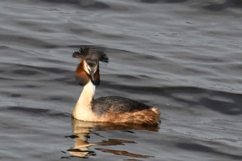 Great Crested Grebe 札幌モエレ沼公園 Sun, 4/28/2024