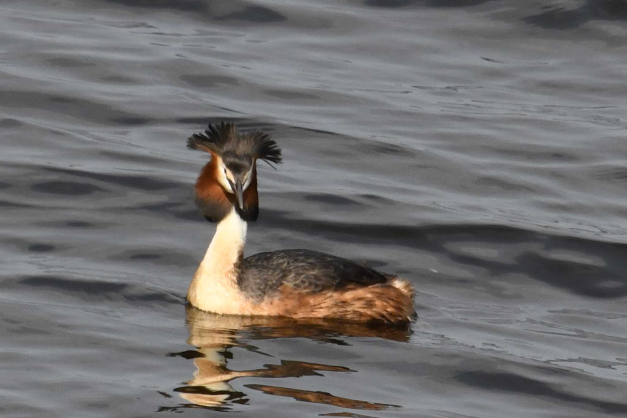 Photo of Great Crested Grebe at 札幌モエレ沼公園 by タッKun