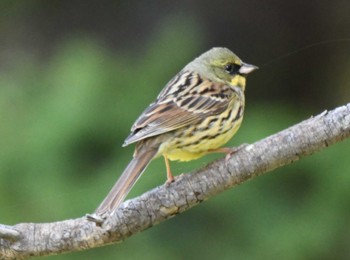 Masked Bunting 札幌モエレ沼公園 Mon, 4/29/2024