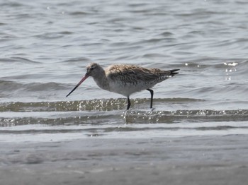 Bar-tailed Godwit Sambanze Tideland Mon, 4/29/2024