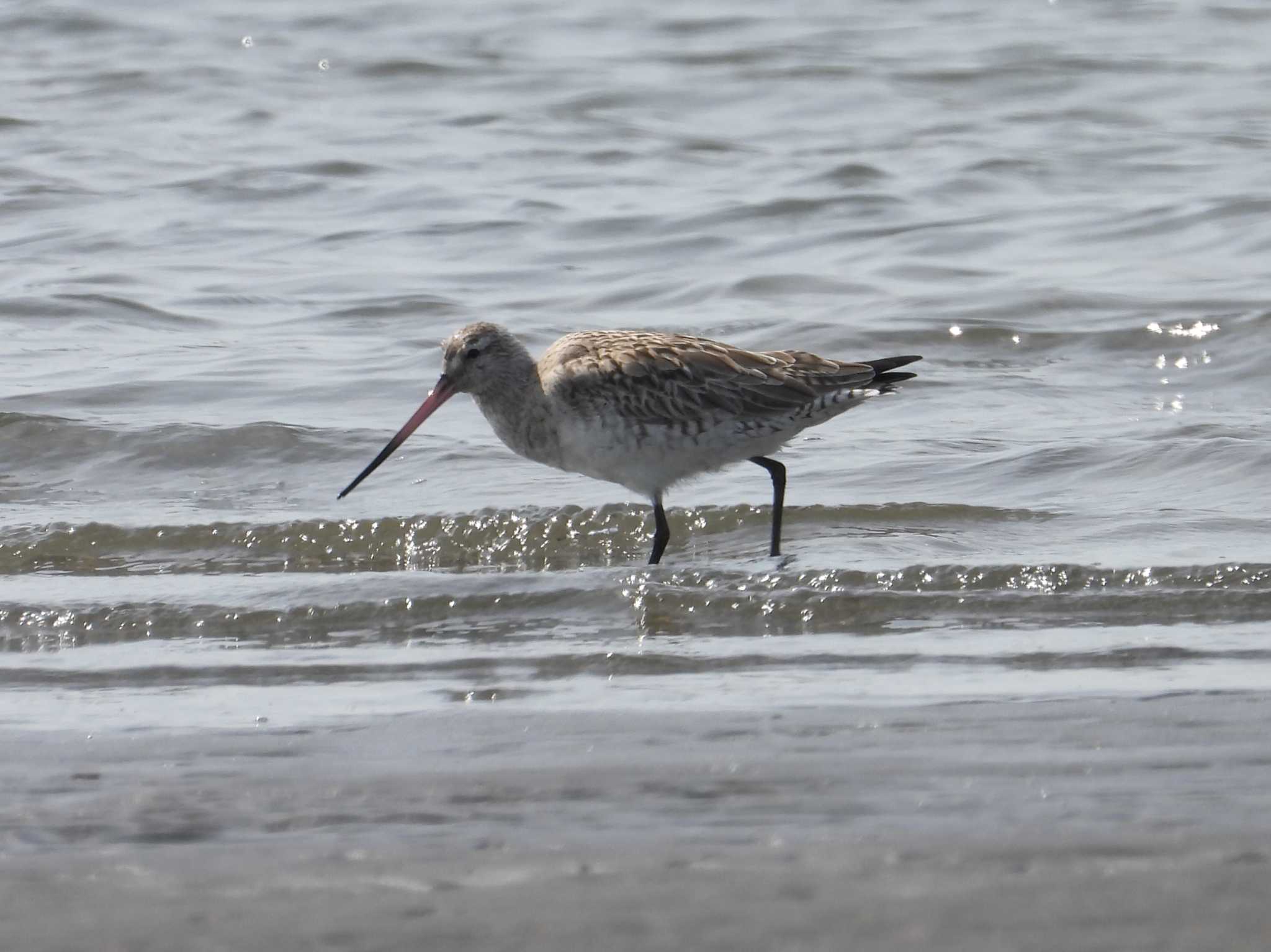 Photo of Bar-tailed Godwit at Sambanze Tideland by かあちゃん