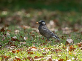 White-cheeked Starling つくば市 Mon, 4/29/2024