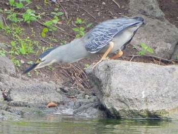 Striated Heron Ukima Park Mon, 4/29/2024