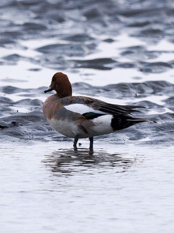 Eurasian Wigeon 藻琴湖 Sun, 4/28/2024