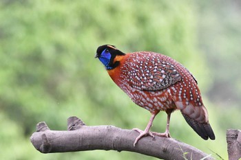 Temminck's Tragopan