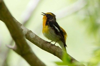 Narcissus Flycatcher Hayatogawa Forest Road Mon, 4/29/2024