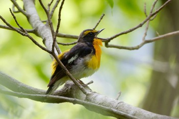 Narcissus Flycatcher Hayatogawa Forest Road Mon, 4/29/2024