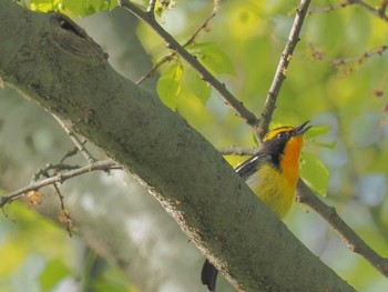 Narcissus Flycatcher 祖父江ワイルドネイチャー緑地 Fri, 4/19/2024